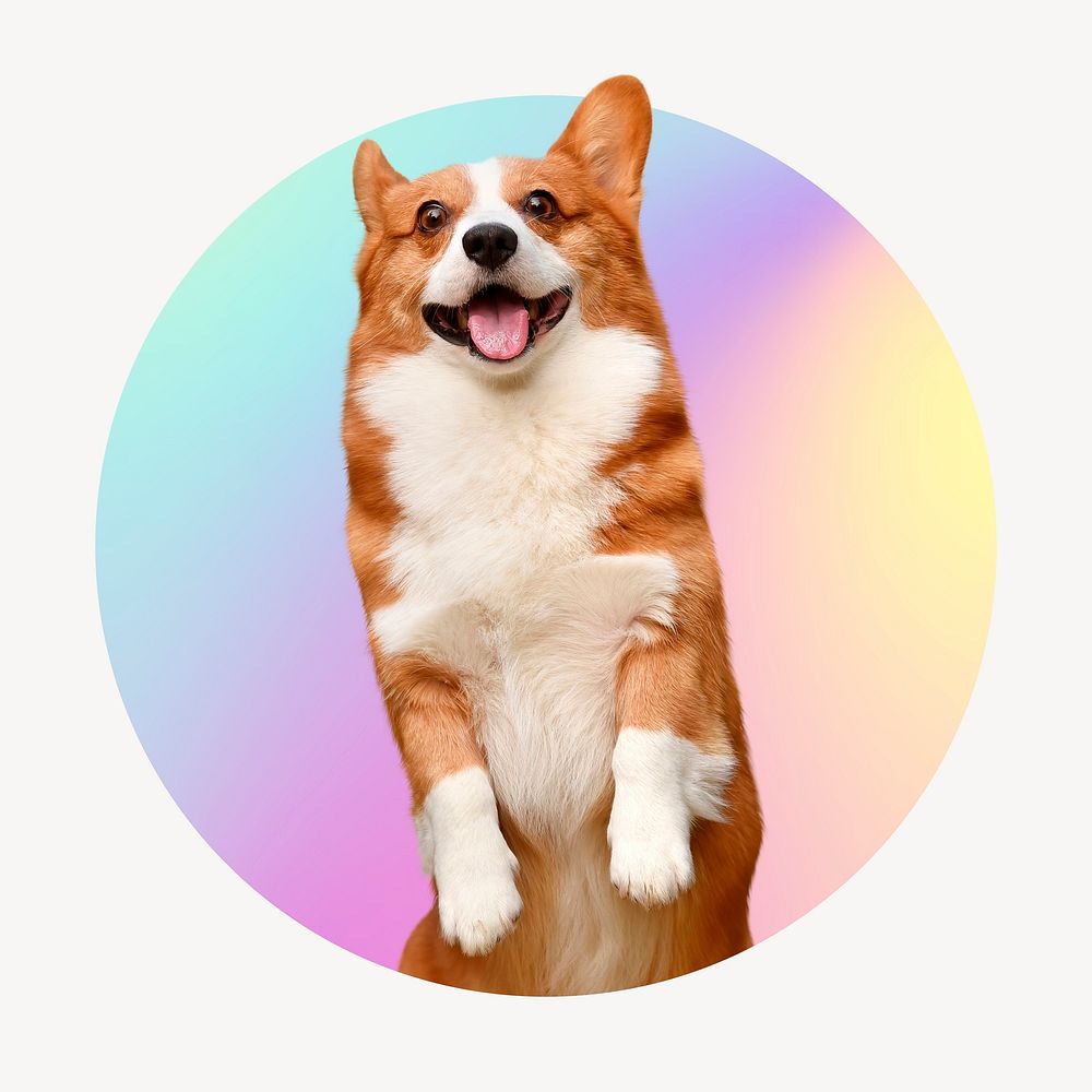 Cute Corgi dog on gradient shape, round badge clipart