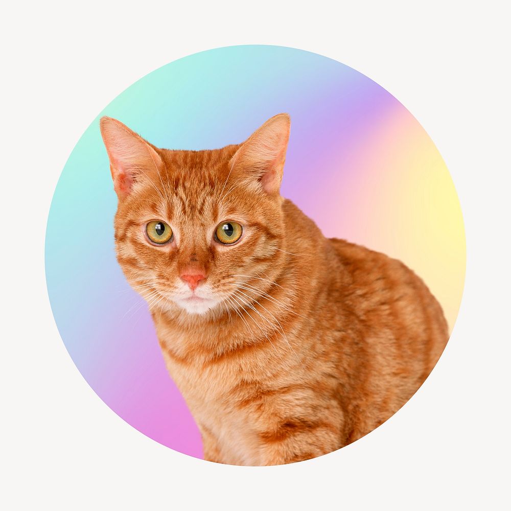 Cute tabby cat, round badge clipart