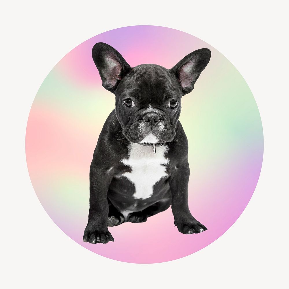 French bulldog on gradient shape, round badge clipart