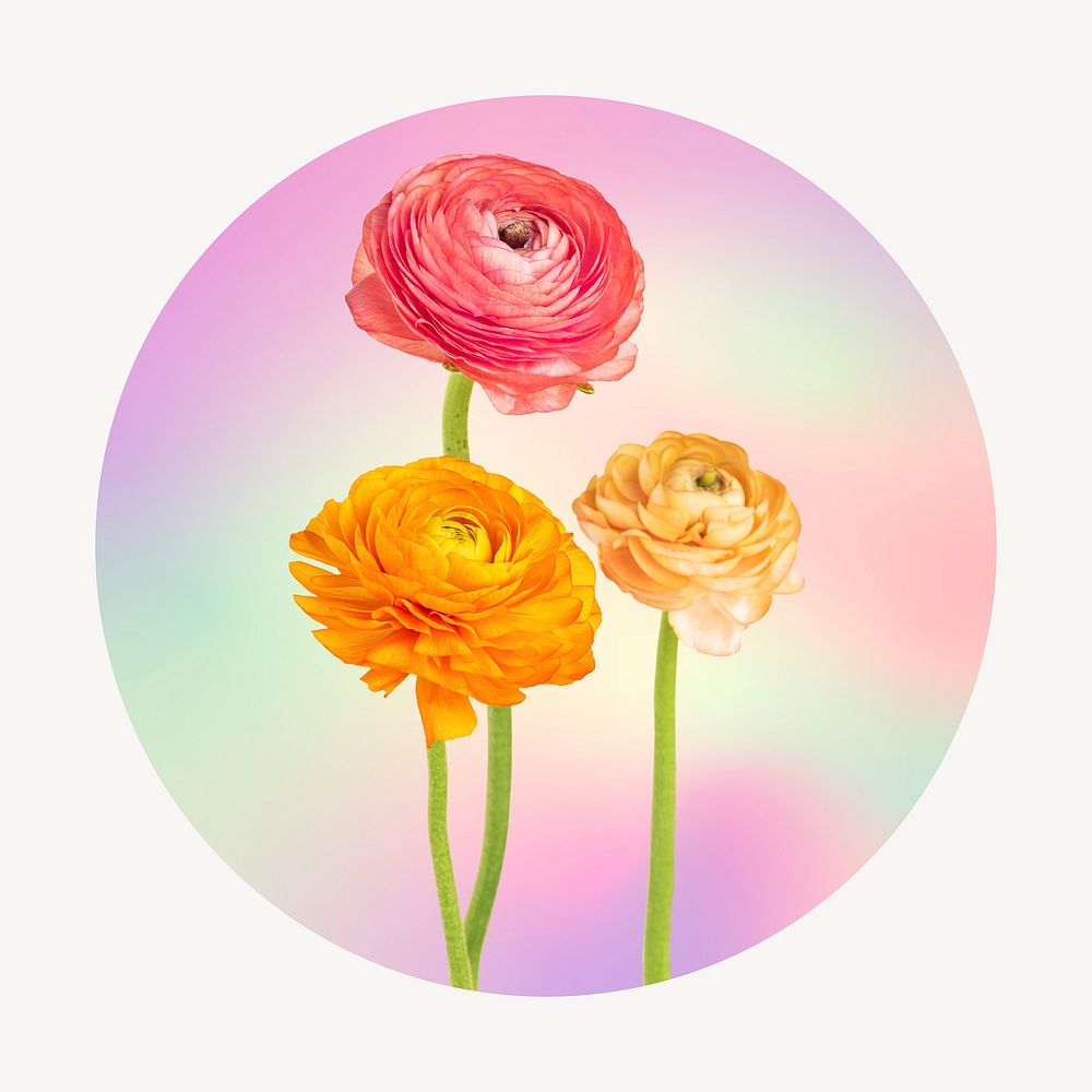 Rose on gradient shape, round badge clipart