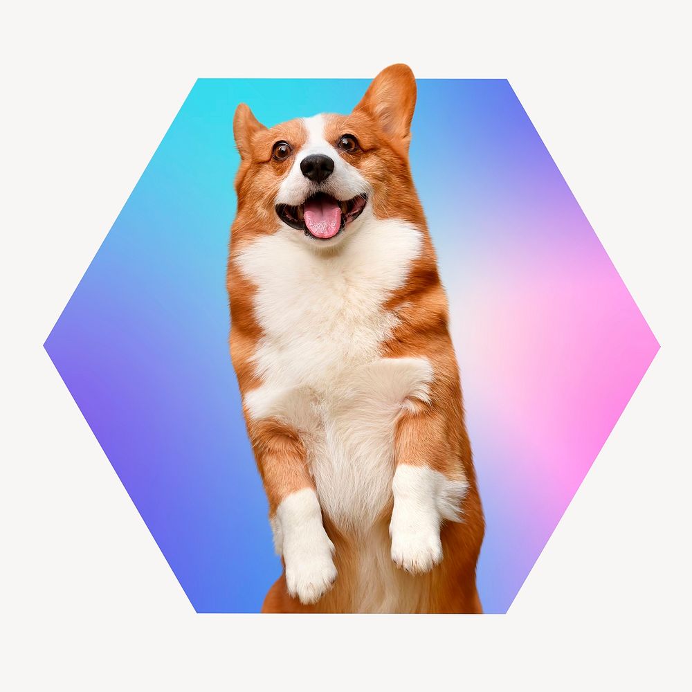 Cute Corgi dog on gradient shape, hexagon badge clipart