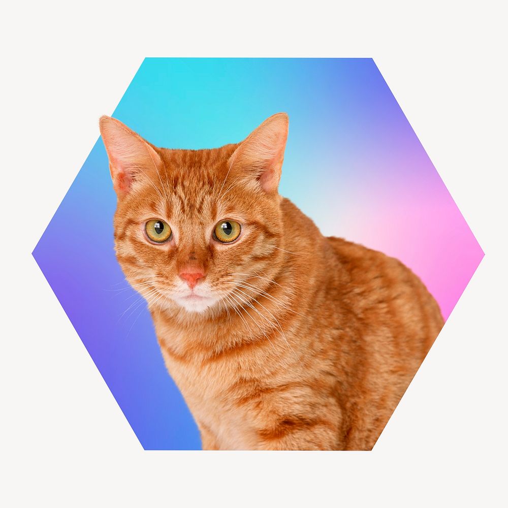 Cute tabby cat, hexagon badge clipart