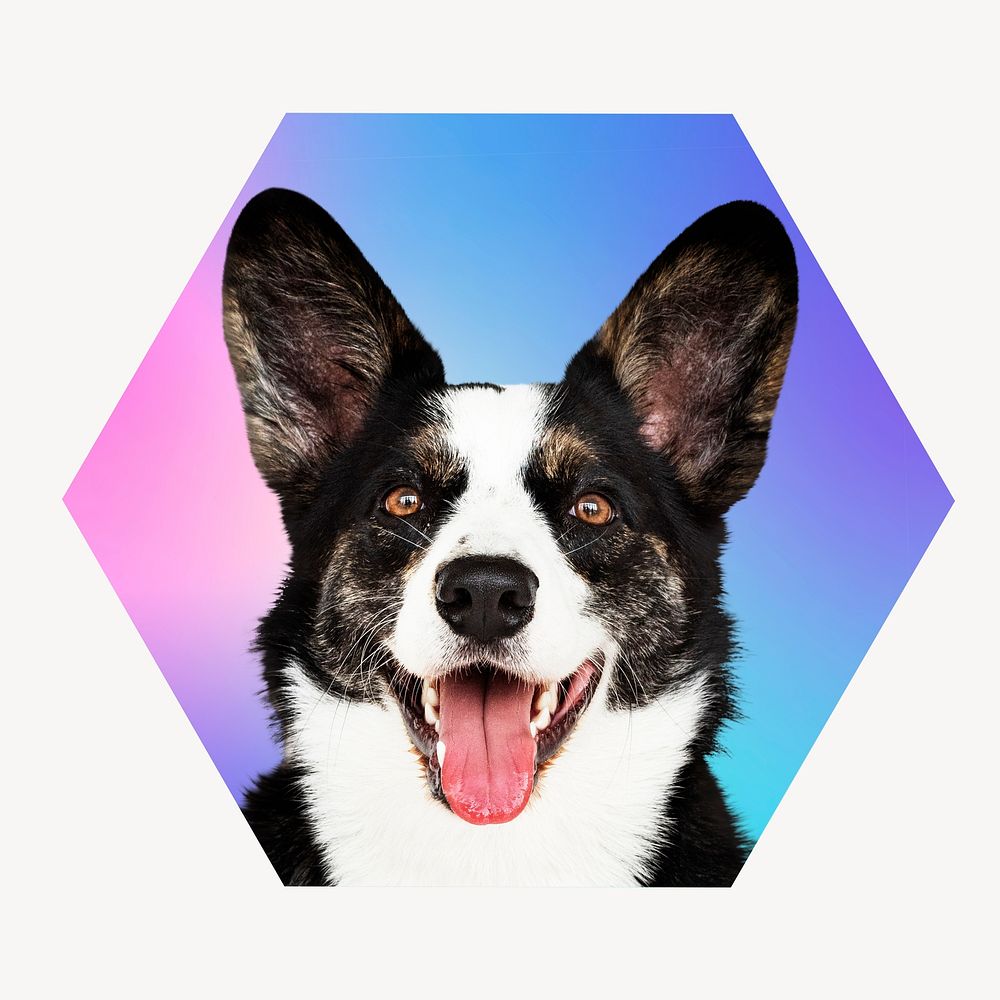 Border collie dog on gradient shape, hexagon badge clipart