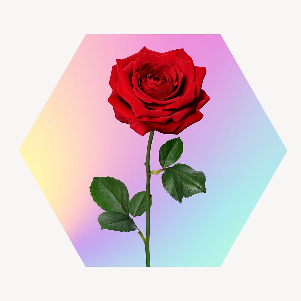 Red rose on gradient shape, hexagon badge clipart