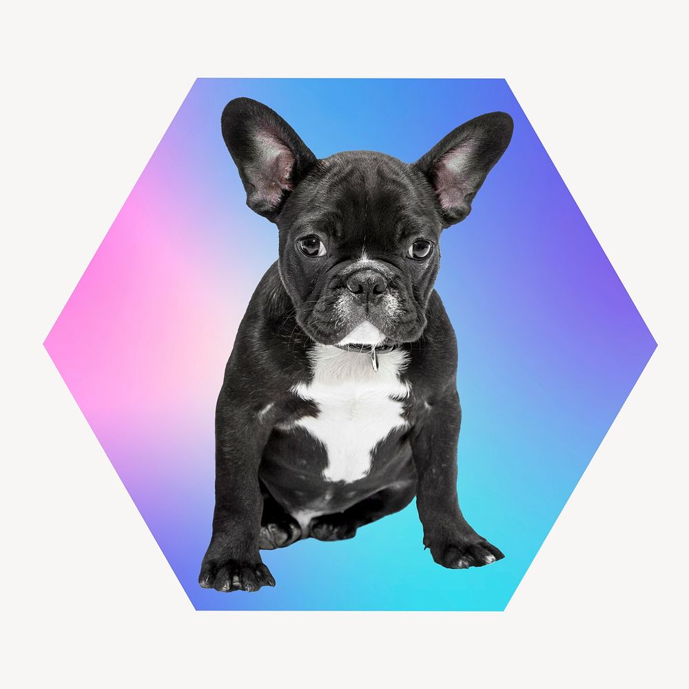 French bulldog on gradient shape, hexagon badge clipart