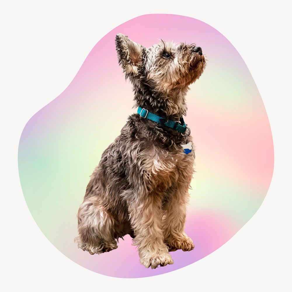 Yorkshire terrier puppy on gradient abstract shape badge