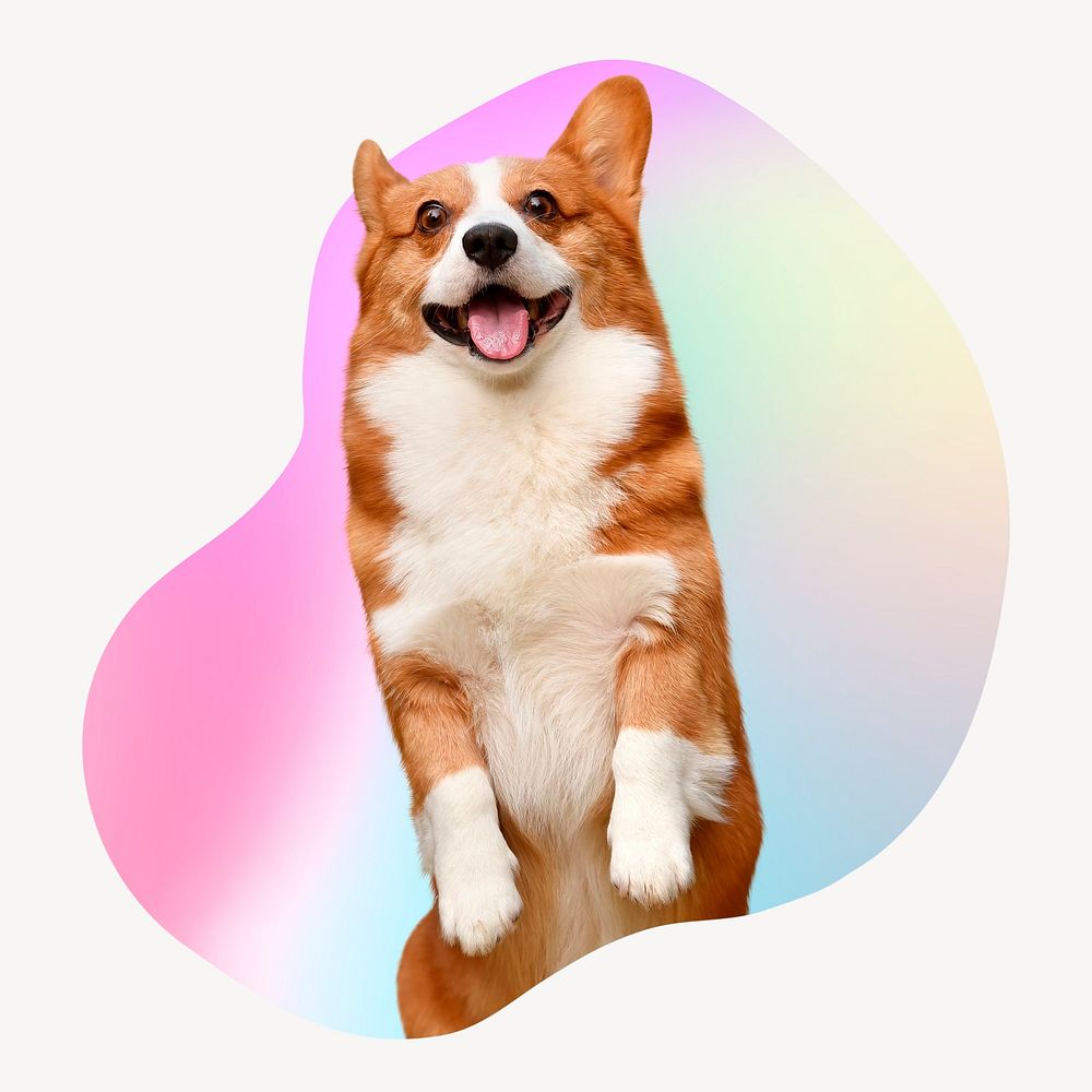 Cute Corgi dog on gradient abstract shape badge
