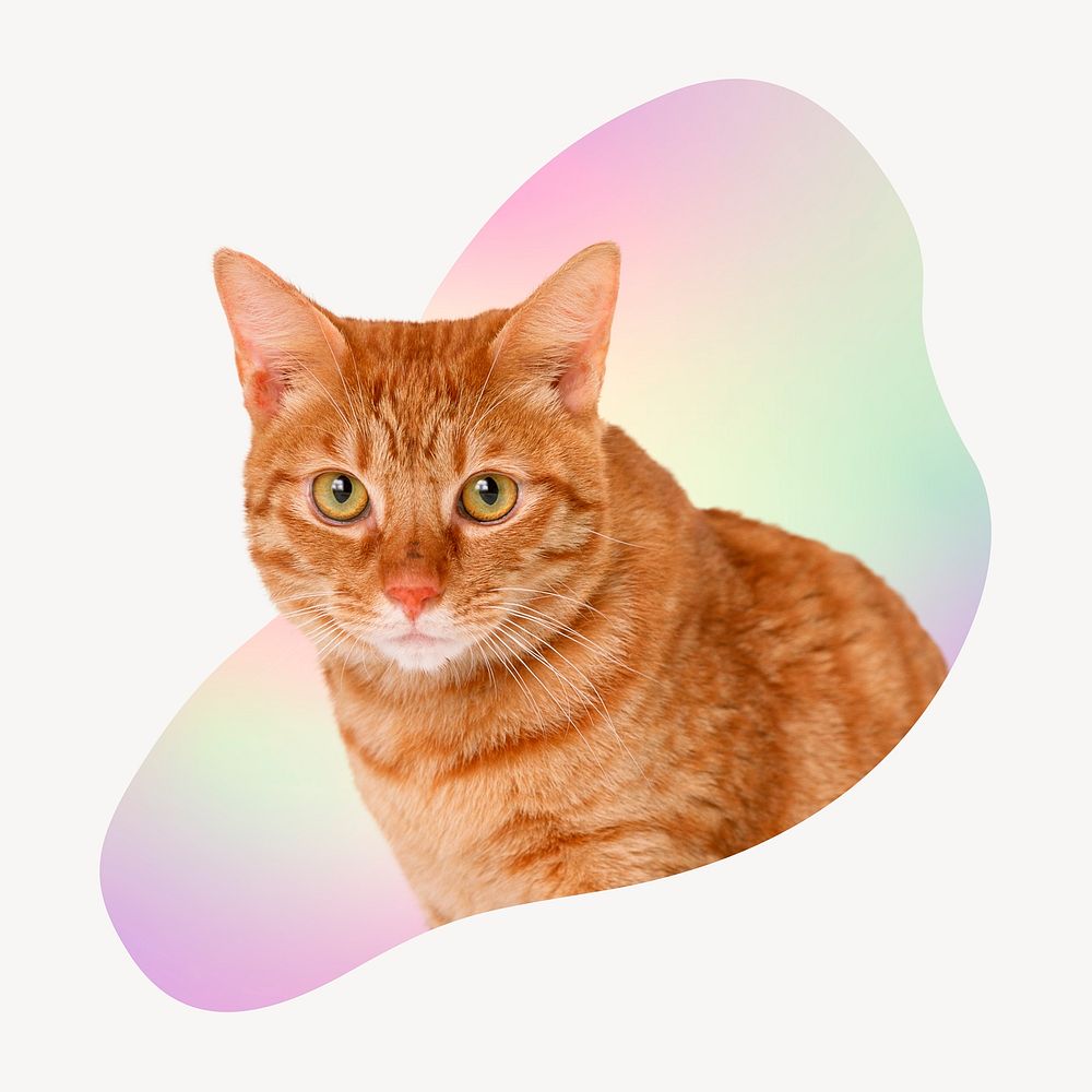 Cute tabby cat, abstract shape badge