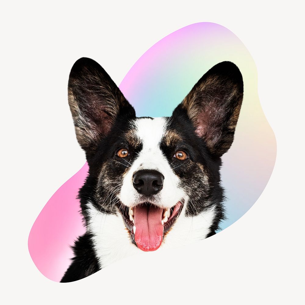 Border collie dog on gradient shape