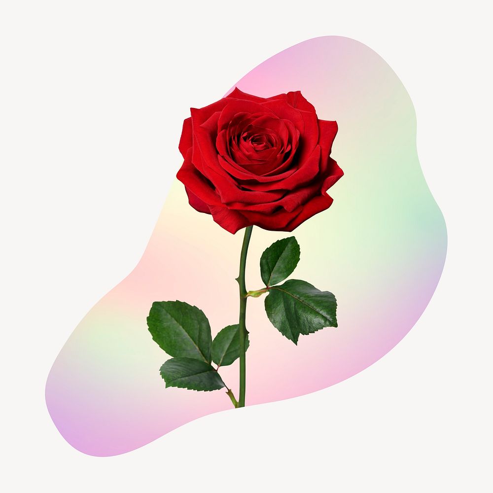 Red rose flower on gradient shape clipart