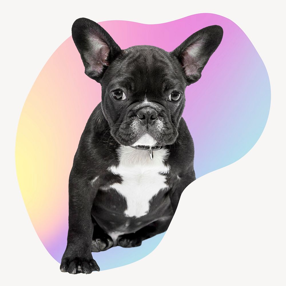 French bulldog on gradient abstract shape badge