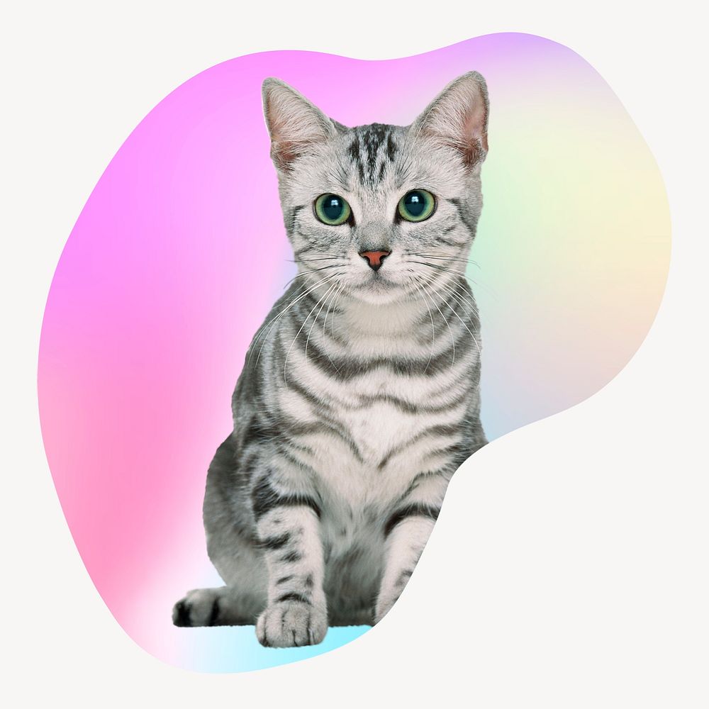 Gray tabby kitten, abstract shape badge