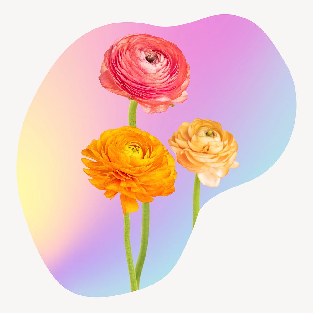 Rose flower on gradient shape clipart