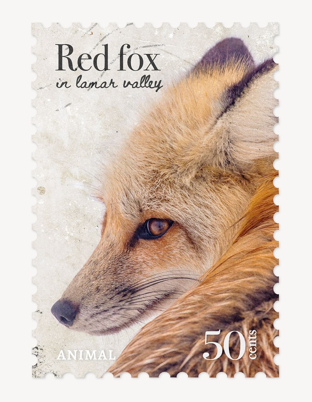 Red fox postage stamp, animal collage element psd