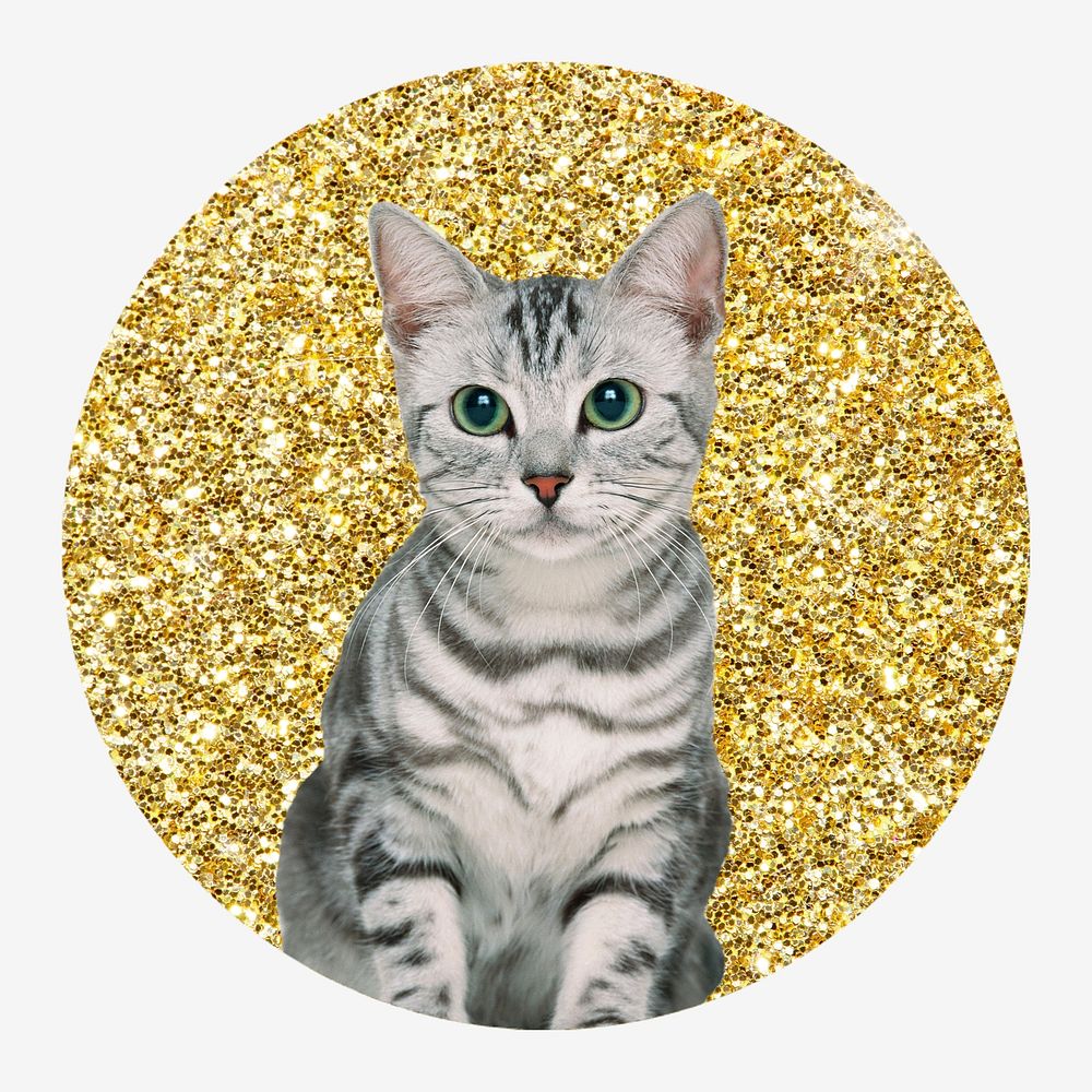 American shorthair cat, gold glitter round shape badge