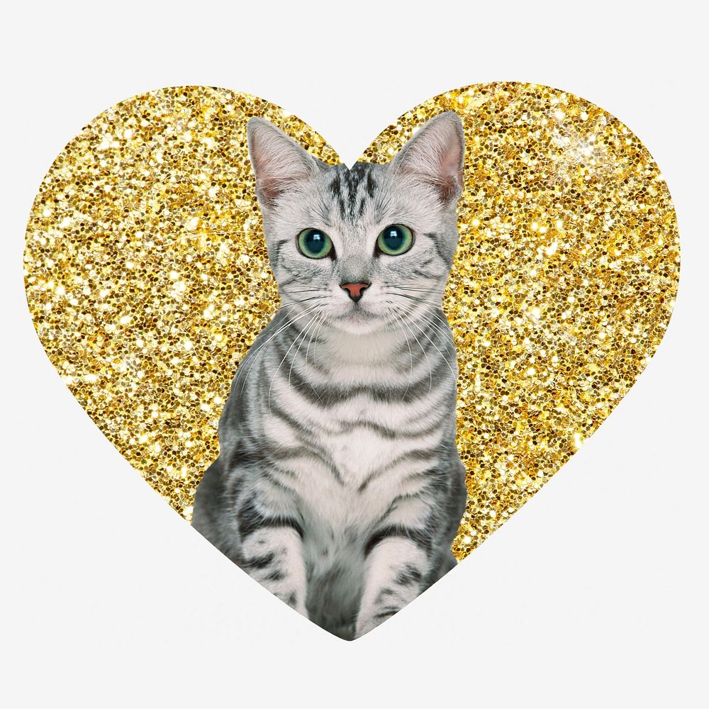 American shorthair cat, gold glitter heart shape badge