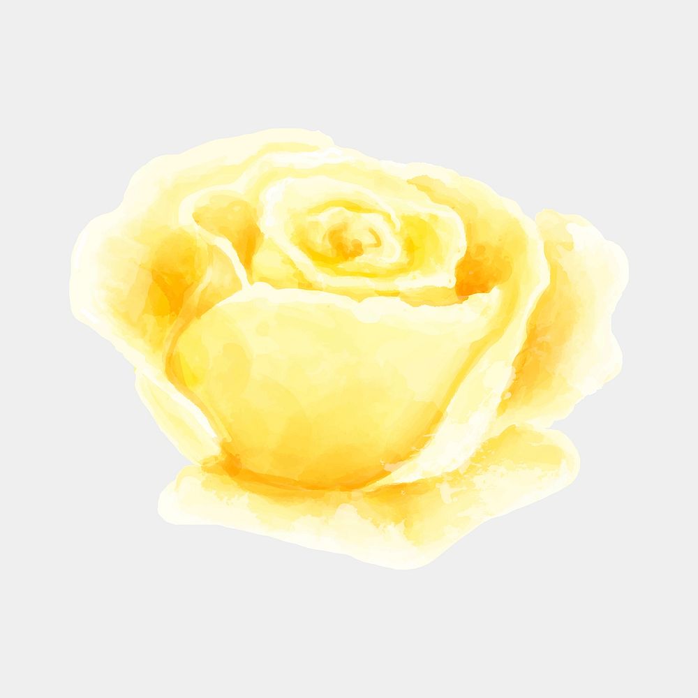 Yellow rose flower vector watercolor drawing cut out