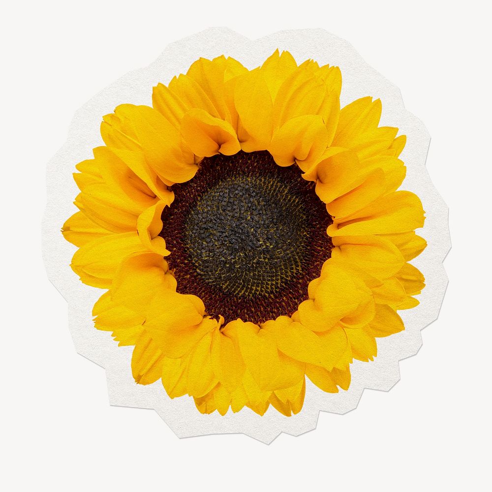 Sunflower  sticker collage element, paper craft clipart