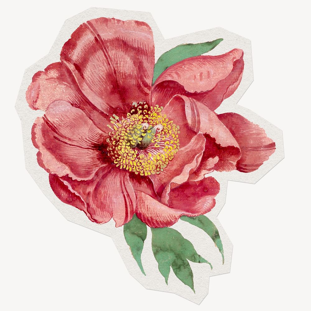 Peony flower sticker, watercolor illustration