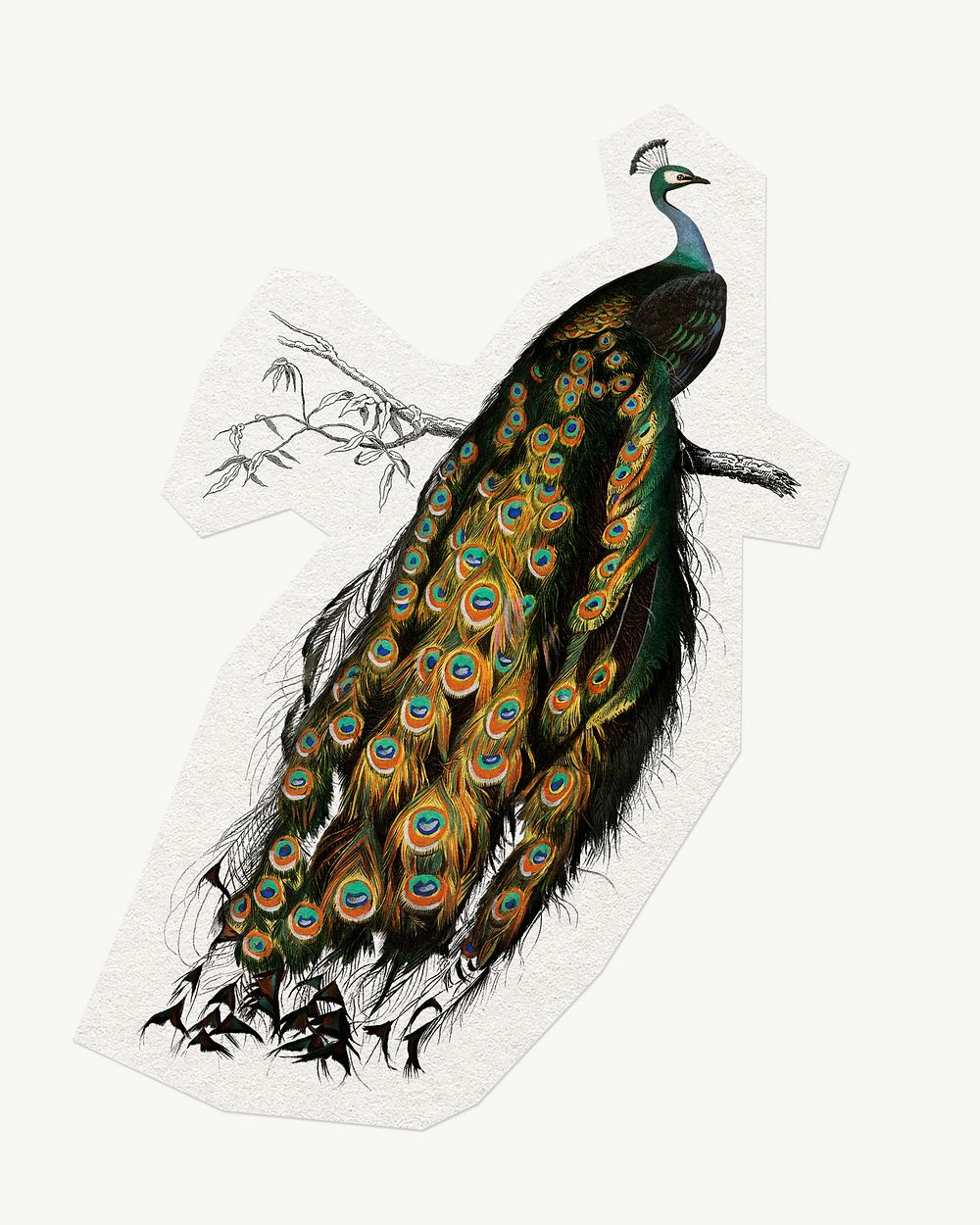 Peacock, bird animal clipart sticker, paper craft collage element
