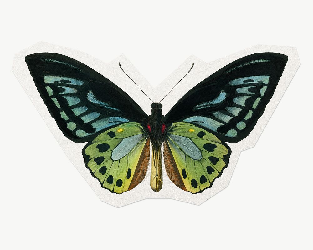 Aesthetic butterfly sticker, green collage element