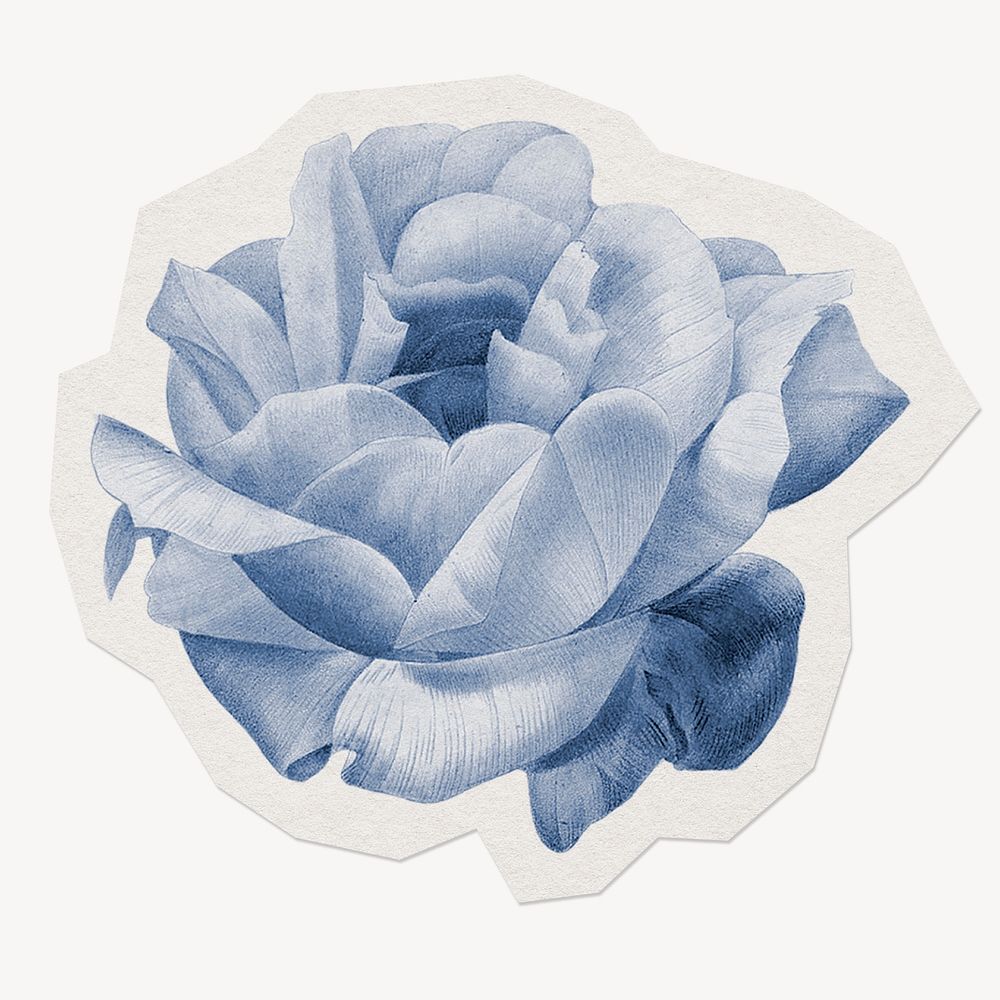 Blue rose flower, watercolor illustration