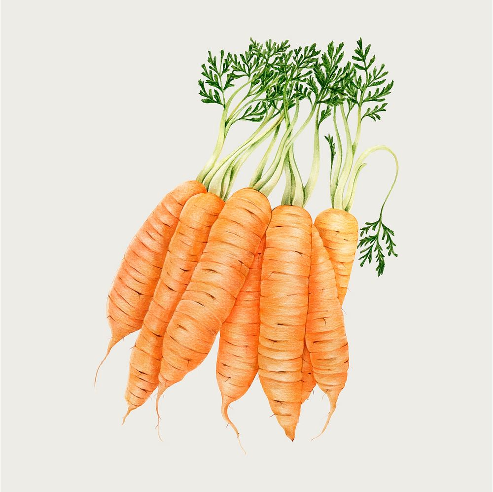 Hand drawn carrot vector in color-pencil