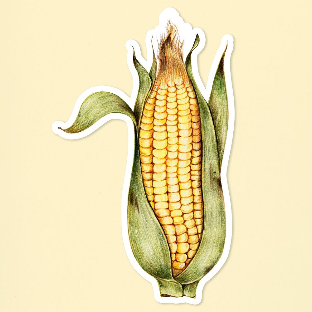 Corn sticker psd organic botanical illustration