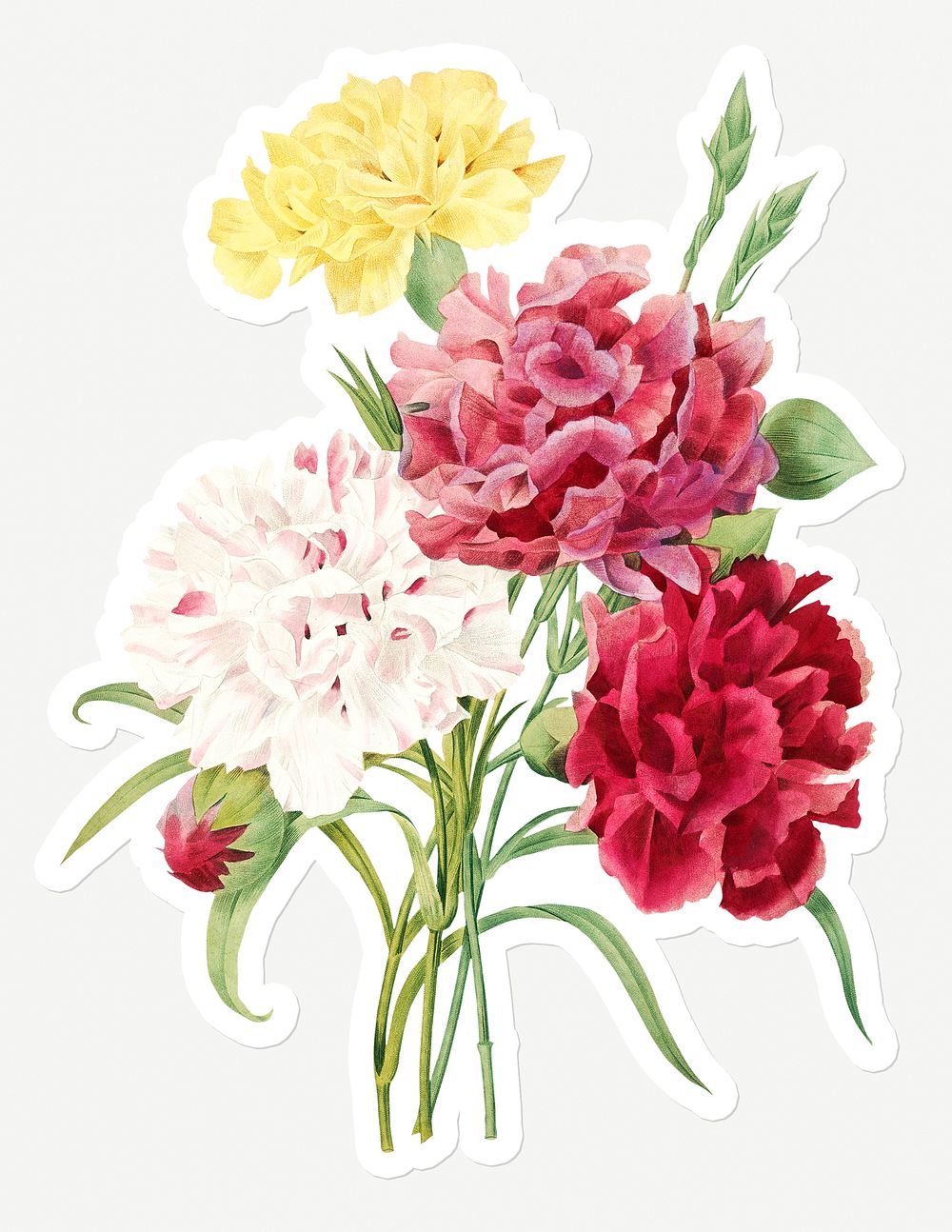 Colorful carnation flower sticker design resource 