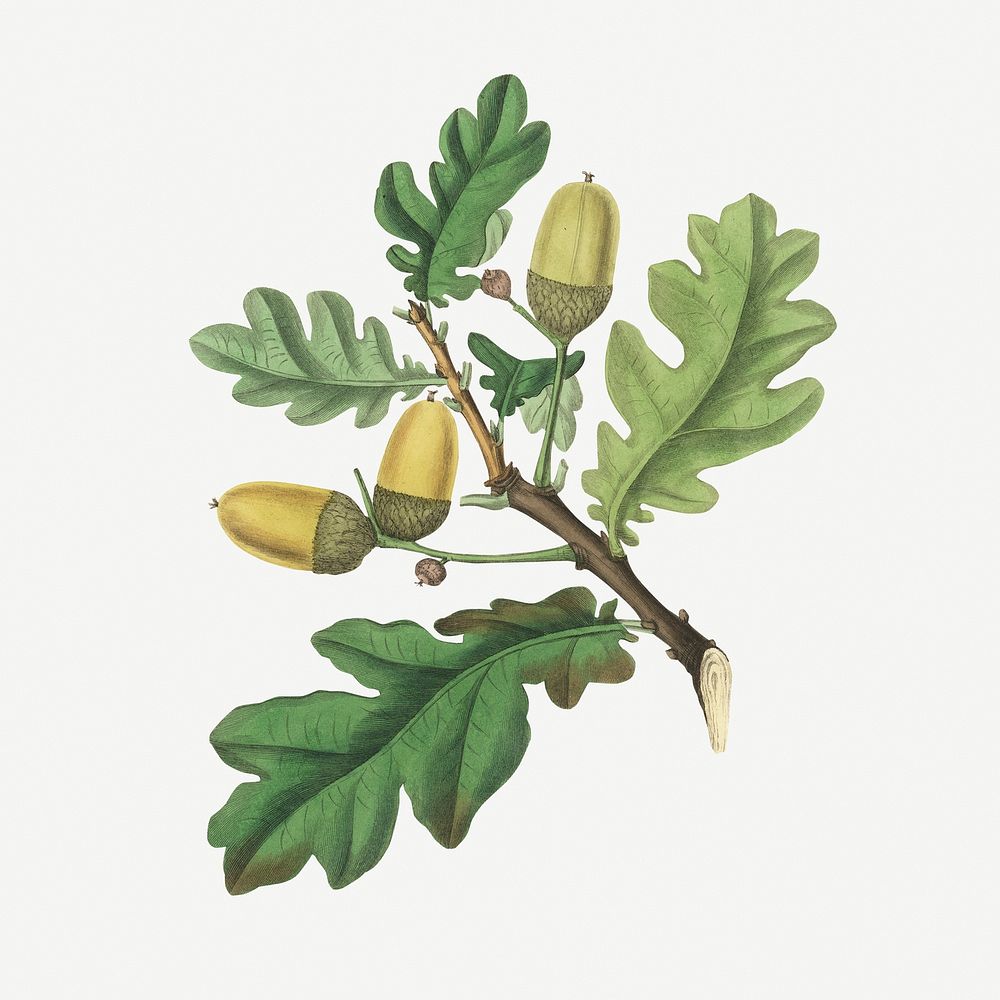Botanical oak vintage plant illustration