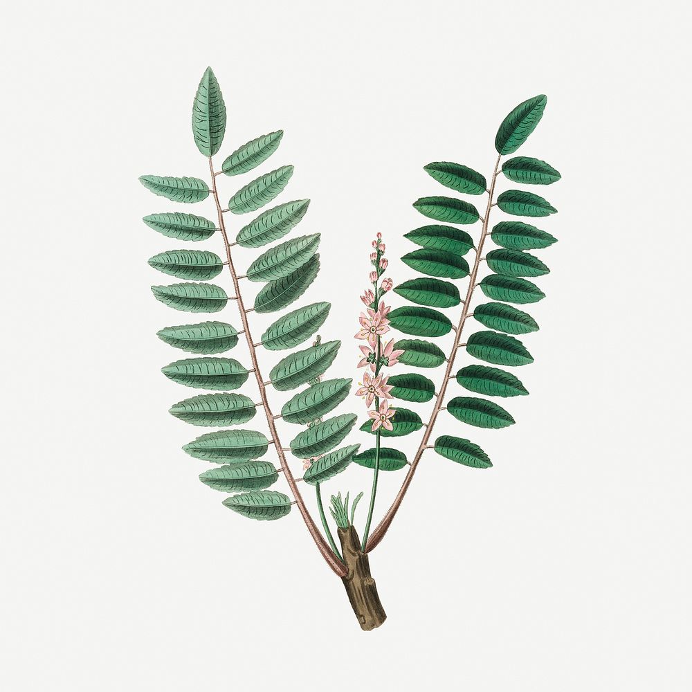 Botanical Indian frankincense plant illustration