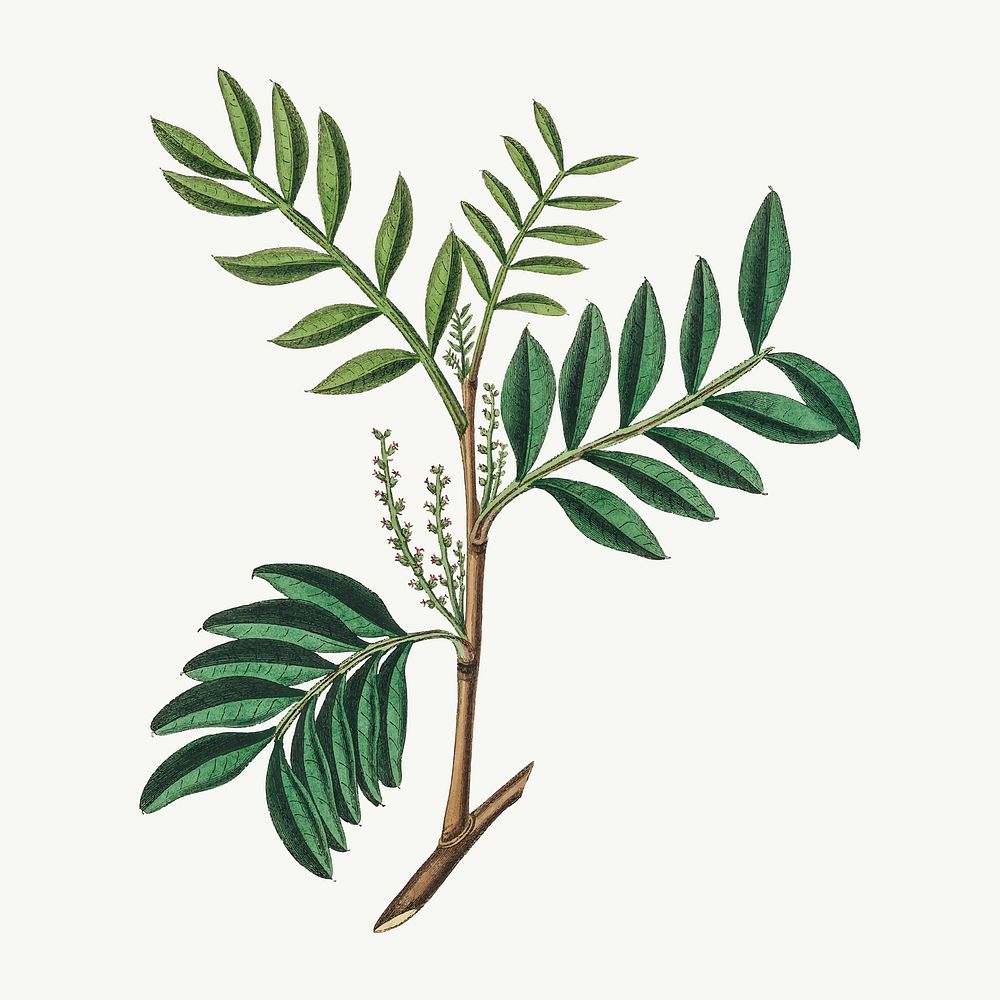 Medical botanical vector mastic tree illustration