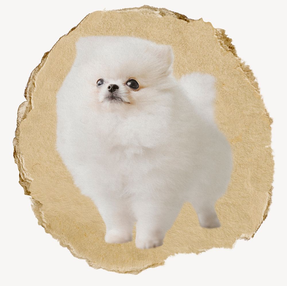 White Pomeranian dog, ripped paper collage element