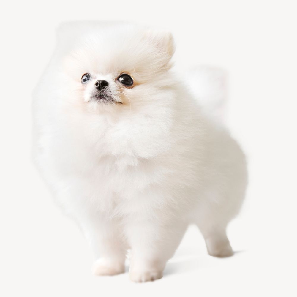 White Pomeranian dog, pet animal isolated image psd