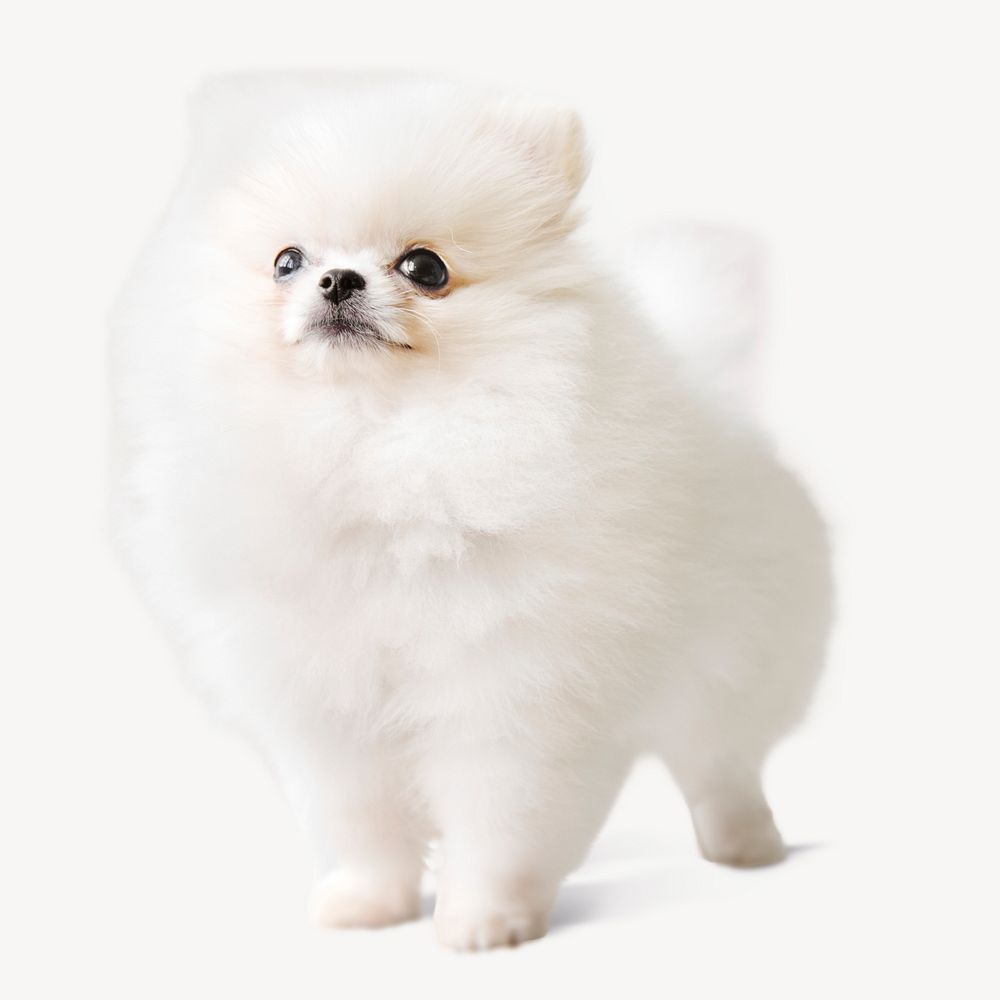 White Pomeranian dog, pet animal isolated image