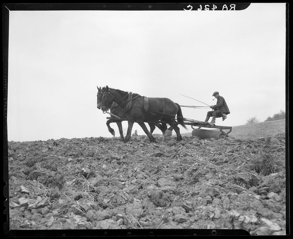 Using a harrow on a Maryland farm. Sourced from the Library of Congress.