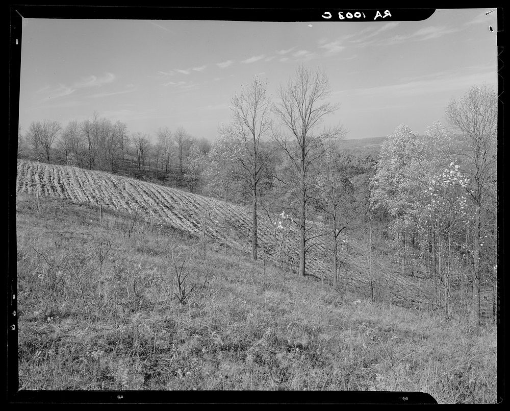 Hillside field which should not be used for farming. Brown County, Indiana. Sourced from the Library of Congress.