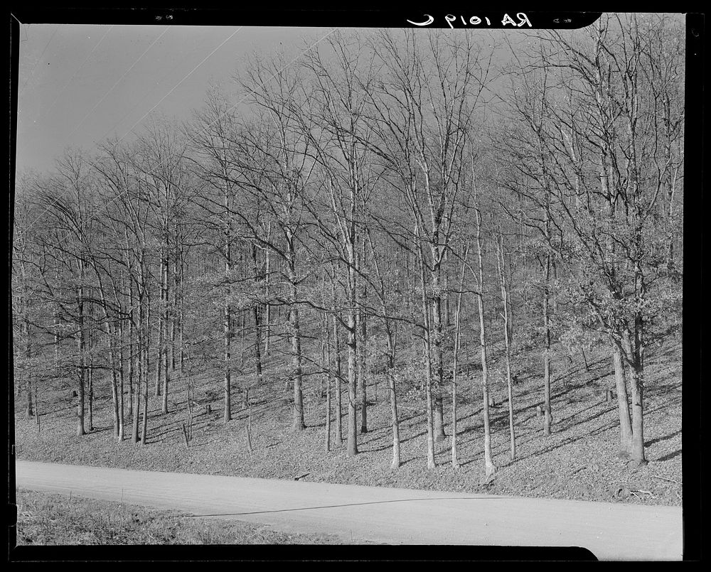 Good stand of well-cared for trees. Brown County, Indiana. Sourced from the Library of Congress.