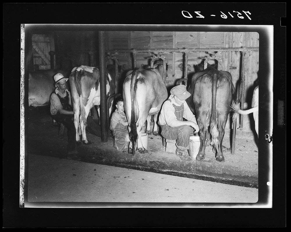 Mr. Clarence Thornton, Dale, and Darrel milk three of the nine grade cows purchased with Farm Security Administration loan.…
