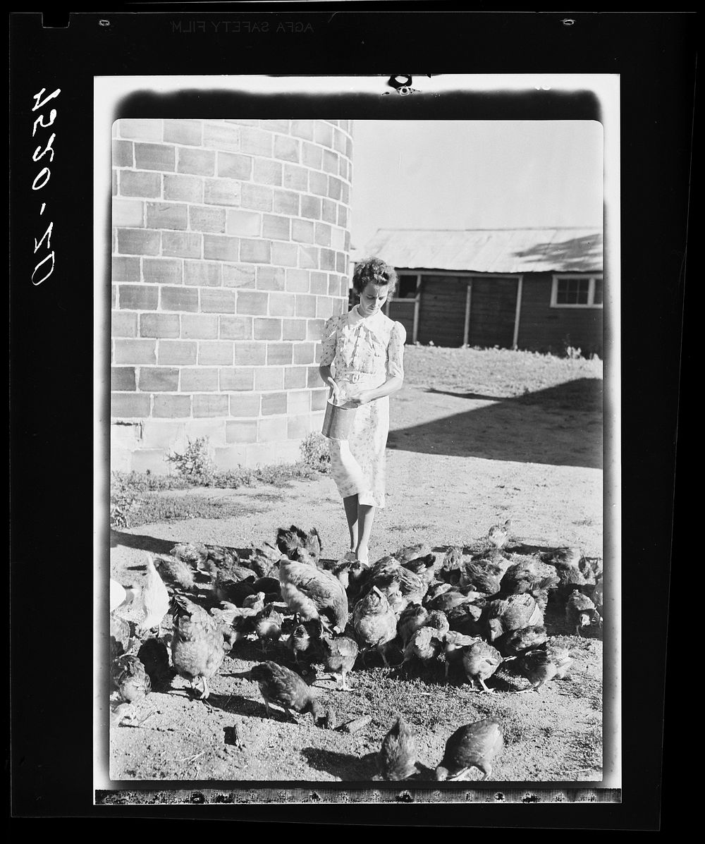 Mrs. Thornton feeds the chickens bought with Farm Security Administration loan. Story County, Iowa. Sourced from the Library…
