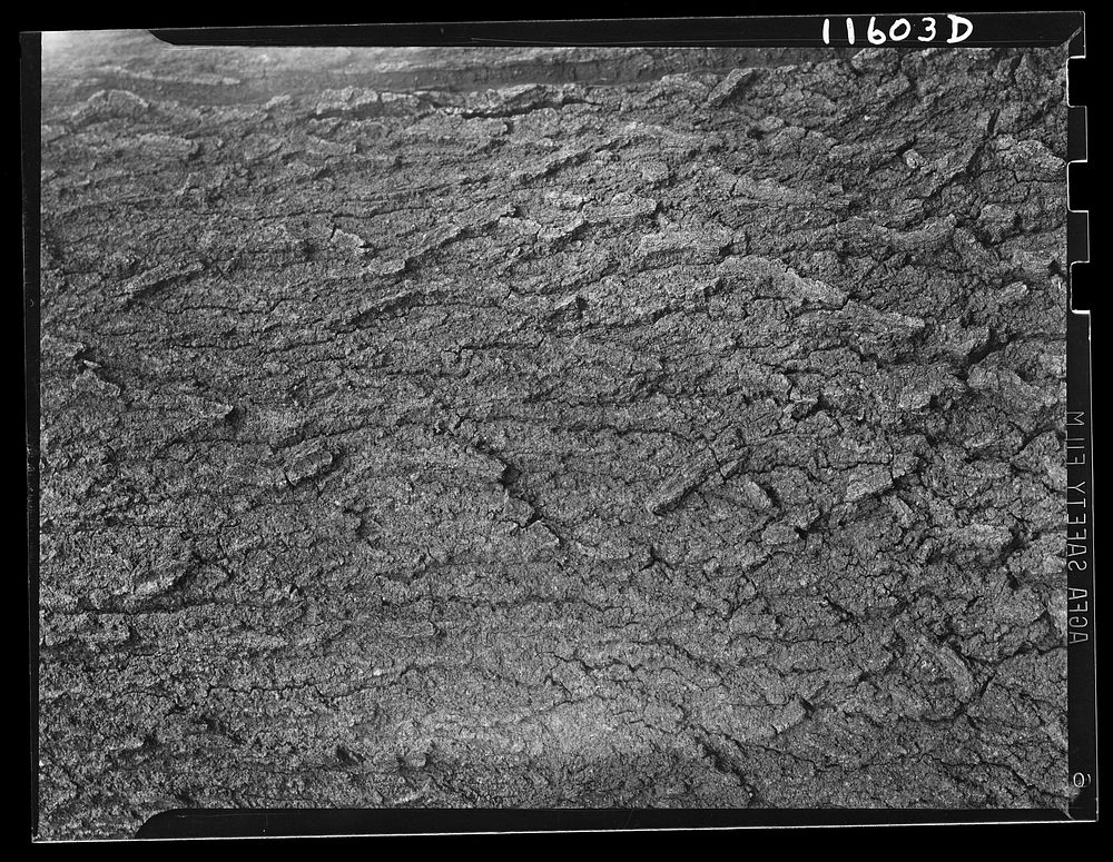 Texture background for motion picture and filmstrip. Bark of oak tree. Sourced from the Library of Congress.