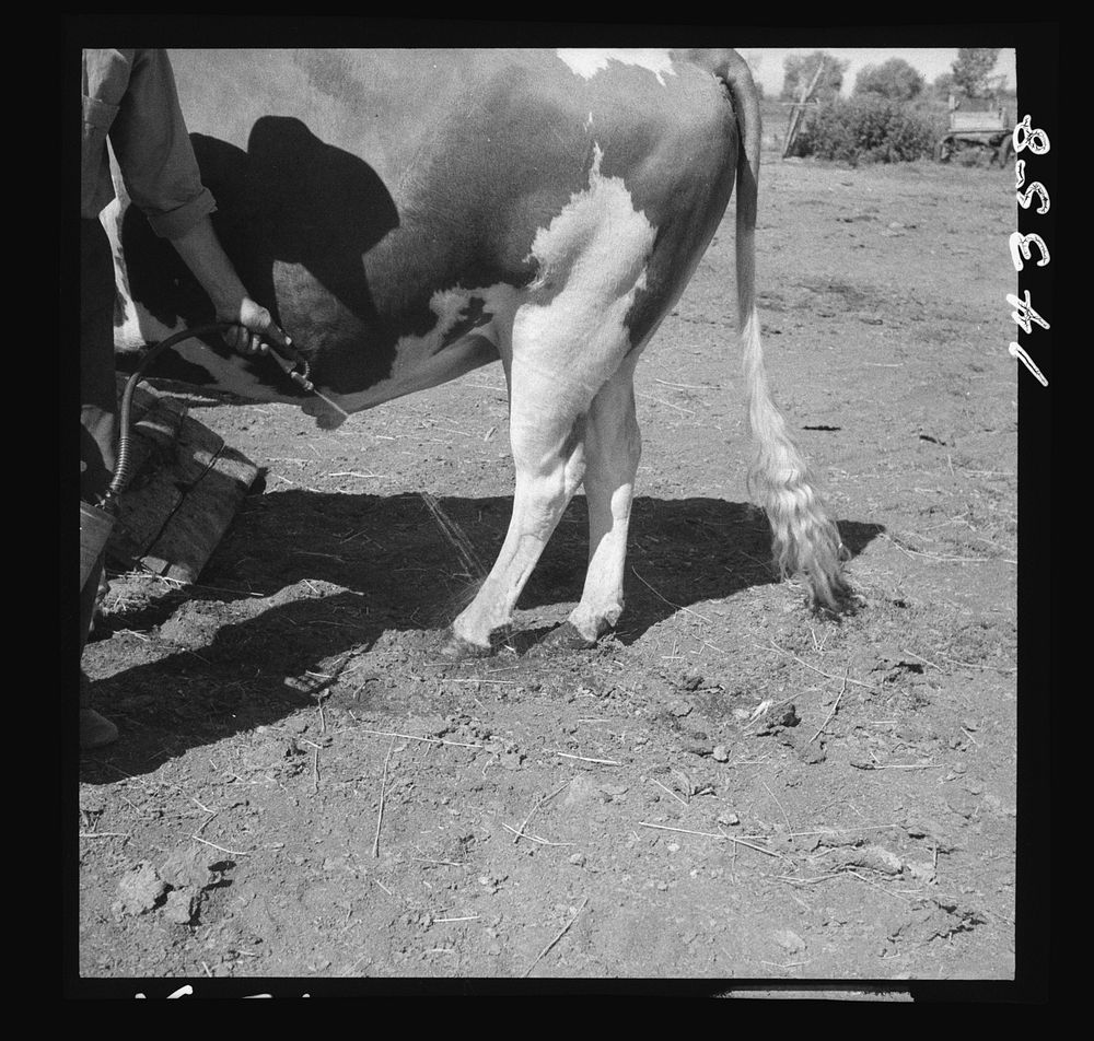 Disinfecting bull's feet as sanitation measure. Fremont County, Idaho. Sourced from the Library of Congress.