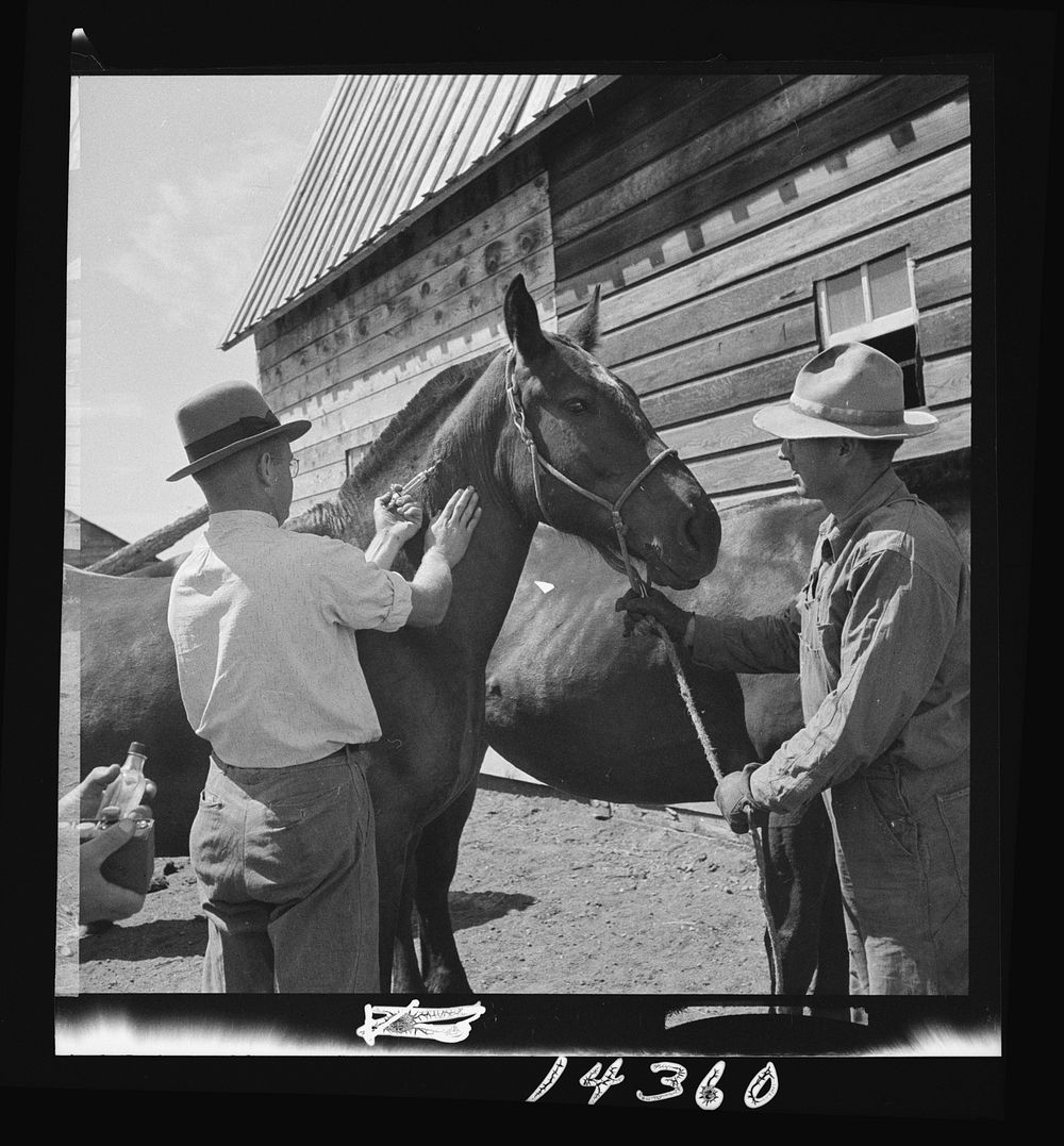 Vaccinating horse for brain fever. Fremont County, Idaho. Sourced from the Library of Congress.