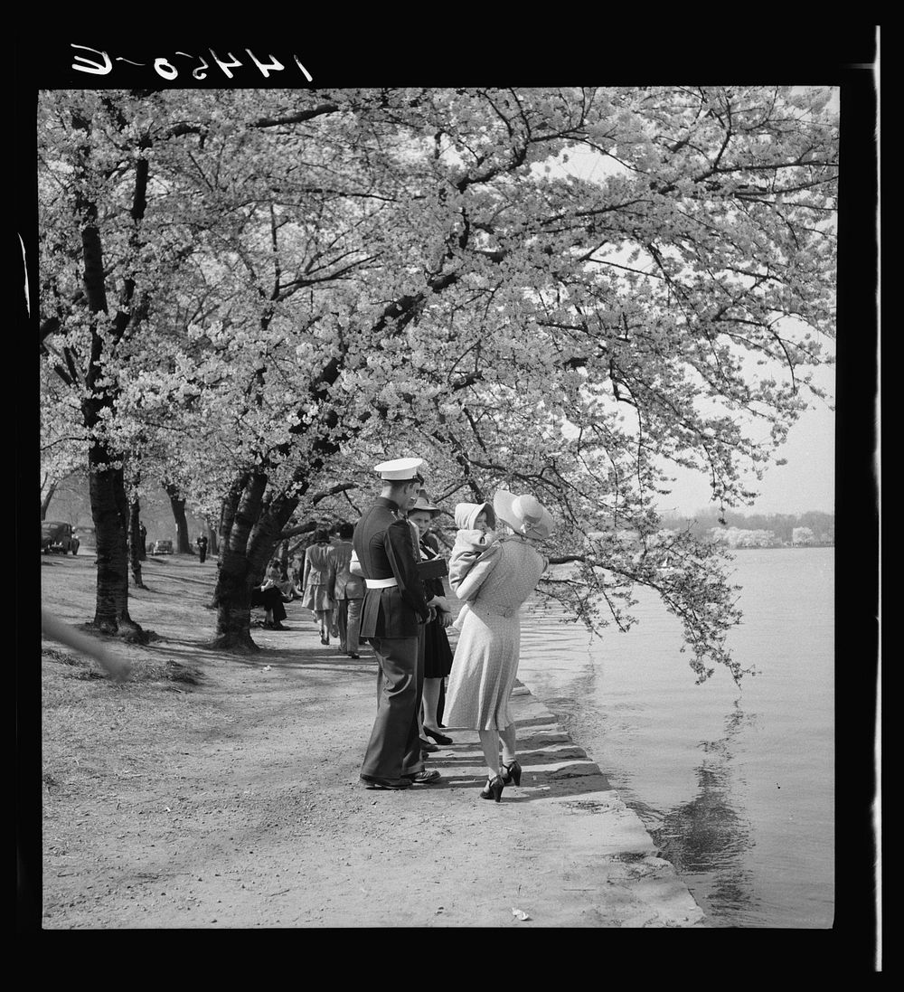 Cherry Blossom Festival. Tidal Basin, Washington, D.C.. Sourced from the Library of Congress.