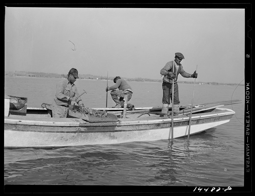 Tonging and culling oysters. Wicomico River, Maryland. Sourced from the Library of Congress.