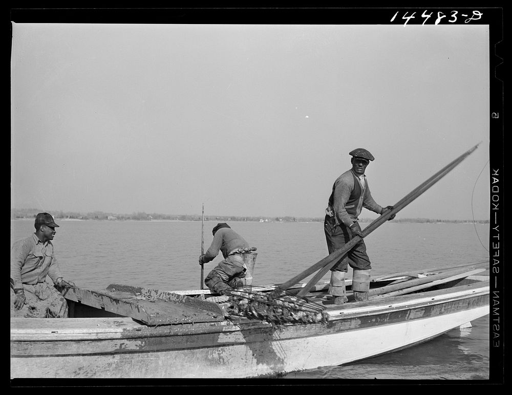 Oyster tongers. Wicomico River, Maryland. Sourced from the Library of Congress.