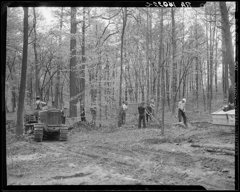 View of clearing out scrub timber. Berwyn, Maryland. Sourced from the Library of Congress.