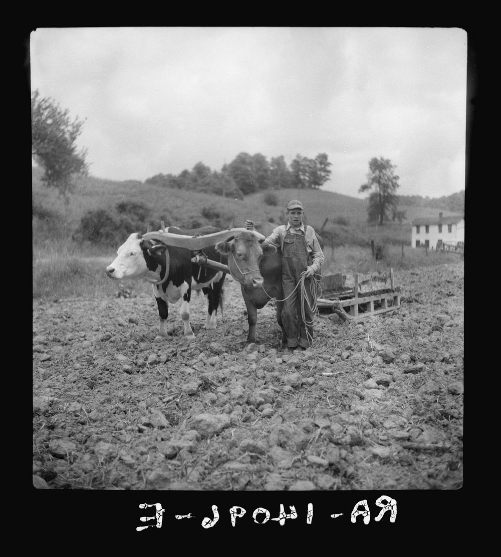 Yoke of oxen, "Brown Buck" and "Black Buck," on farm near Eatons, West Virginia. Driven by Clarence Todd. Sourced from the…