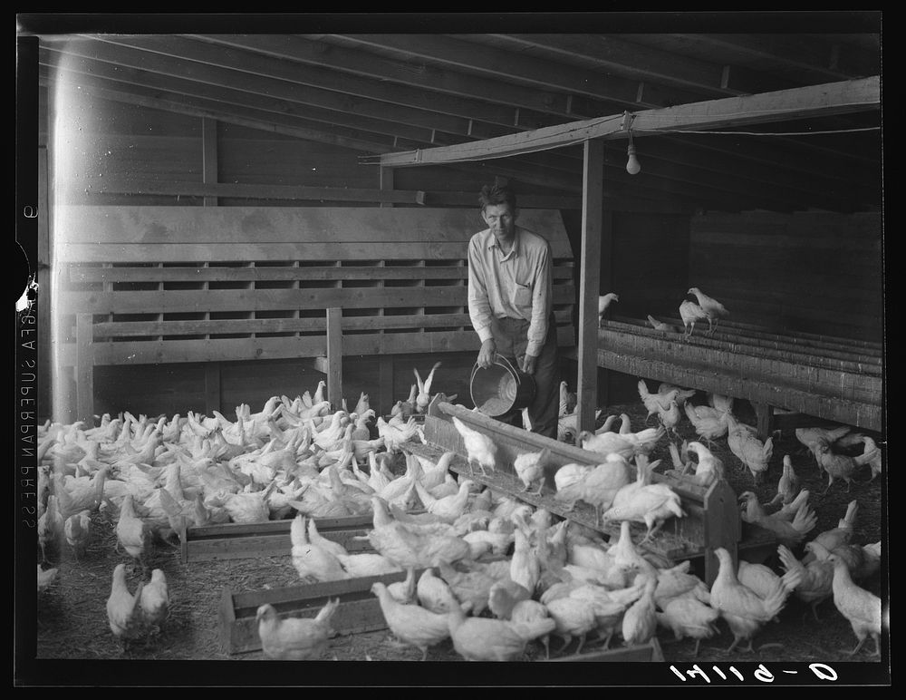 Edward Johson of Murray, Salt Lake County, Utah, makes poultry pay his way on a one-acre farm. Careful farm and home…