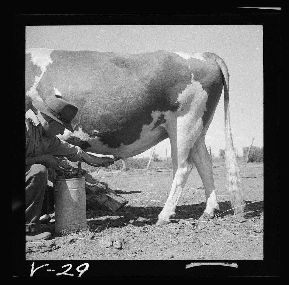 Manager douching bull after service. Fremont County, Idaho. Sourced from the Library of Congress.